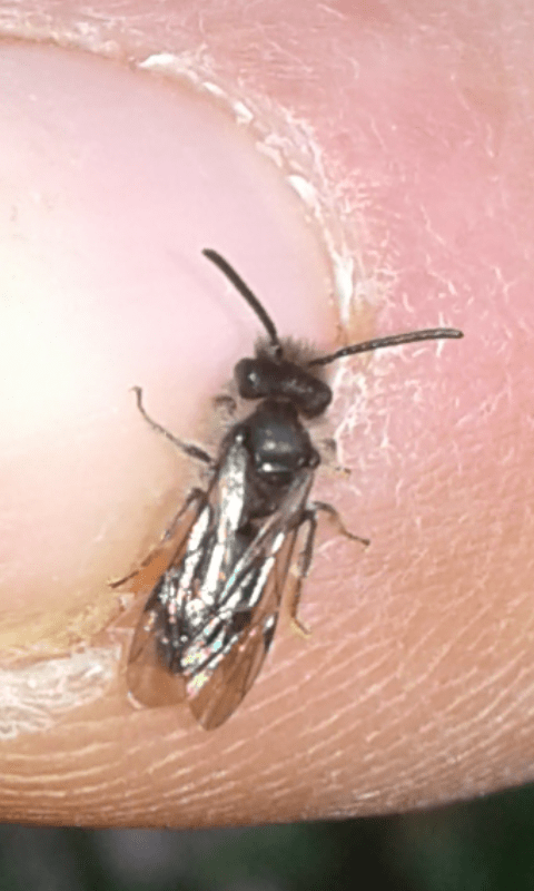 Apidae Andreninae?  S, Andrena (Micrandrena) sp.